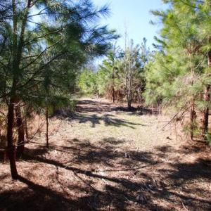 Photo of UNDER CONTRACT!  100 Acres of Hunting and Timber Land For Sale in Nash County NC!