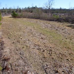 Photo of UNDER CONTRACT!  100 Acres of Hunting and Timber Land For Sale in Nash County NC!