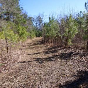 Photo of UNDER CONTRACT!  100 Acres of Hunting and Timber Land For Sale in Nash County NC!