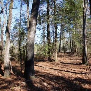 Photo of UNDER CONTRACT!  100 Acres of Hunting and Timber Land For Sale in Nash County NC!