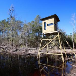 Photo of UNDER CONTRACT!  100 Acres of Hunting and Timber Land For Sale in Nash County NC!