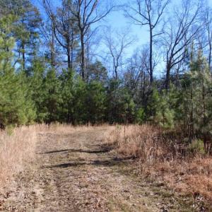 Photo of UNDER CONTRACT!  100 Acres of Hunting and Timber Land For Sale in Nash County NC!