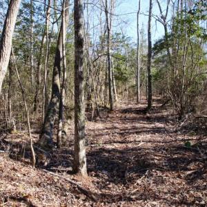 Photo of UNDER CONTRACT!  100 Acres of Hunting and Timber Land For Sale in Nash County NC!