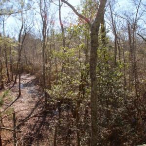 Photo of UNDER CONTRACT!  100 Acres of Hunting and Timber Land For Sale in Nash County NC!