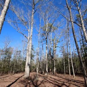 Photo of UNDER CONTRACT!  100 Acres of Hunting and Timber Land For Sale in Nash County NC!