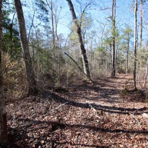 Photo of UNDER CONTRACT!  100 Acres of Hunting and Timber Land For Sale in Nash County NC!
