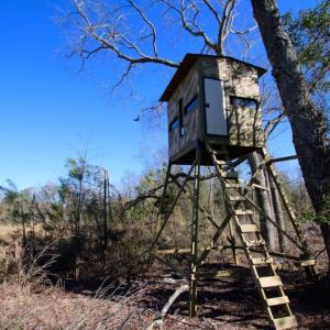 Photo of UNDER CONTRACT!  100 Acres of Hunting and Timber Land For Sale in Nash County NC!