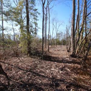 Photo of UNDER CONTRACT!  100 Acres of Hunting and Timber Land For Sale in Nash County NC!