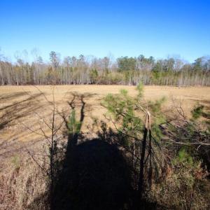 Photo of UNDER CONTRACT!  100 Acres of Hunting and Timber Land For Sale in Nash County NC!