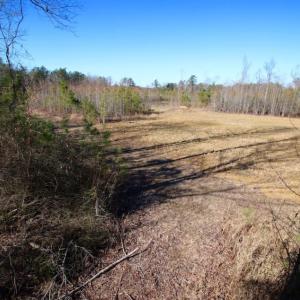 Photo of UNDER CONTRACT!  100 Acres of Hunting and Timber Land For Sale in Nash County NC!