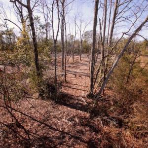 Photo of UNDER CONTRACT!  100 Acres of Hunting and Timber Land For Sale in Nash County NC!