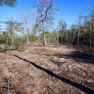 Photo of UNDER CONTRACT!  100 Acres of Hunting and Timber Land For Sale in Nash County NC!