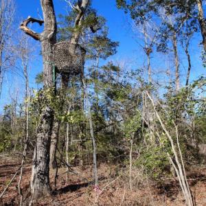 Photo of UNDER CONTRACT!  100 Acres of Hunting and Timber Land For Sale in Nash County NC!