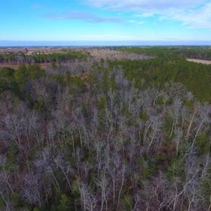 Photo of UNDER CONTRACT!  100 Acres of Hunting and Timber Land For Sale in Nash County NC!