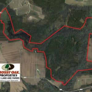 Photo of UNDER CONTRACT!  289 Acres of Hunting and Timber Land For Sale in Tyrrell County NC!