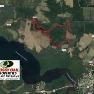 Photo of UNDER CONTRACT!  289 Acres of Hunting and Timber Land For Sale in Tyrrell County NC!