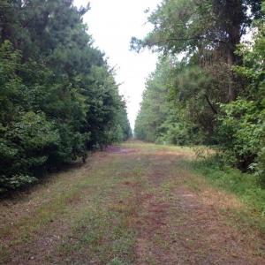 Photo of UNDER CONTRACT!  289 Acres of Hunting and Timber Land For Sale in Tyrrell County NC!