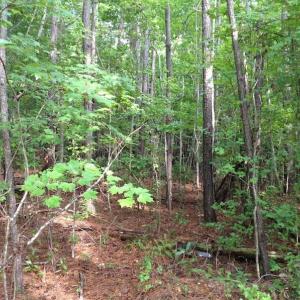 Photo of UNDER CONTRACT!  289 Acres of Hunting and Timber Land For Sale in Tyrrell County NC!