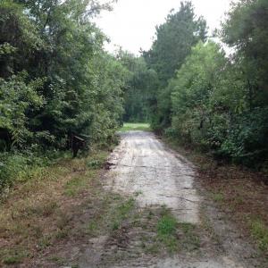 Photo of UNDER CONTRACT!  289 Acres of Hunting and Timber Land For Sale in Tyrrell County NC!