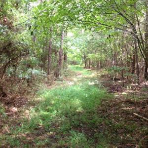Photo of UNDER CONTRACT!  289 Acres of Hunting and Timber Land For Sale in Tyrrell County NC!