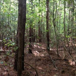 Photo of UNDER CONTRACT!  289 Acres of Hunting and Timber Land For Sale in Tyrrell County NC!