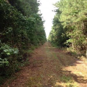 Photo of UNDER CONTRACT!  289 Acres of Hunting and Timber Land For Sale in Tyrrell County NC!