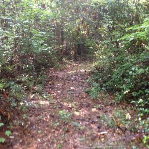 Photo of UNDER CONTRACT!  289 Acres of Hunting and Timber Land For Sale in Tyrrell County NC!