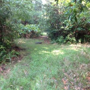 Photo of UNDER CONTRACT!  289 Acres of Hunting and Timber Land For Sale in Tyrrell County NC!