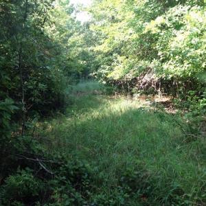 Photo of UNDER CONTRACT!  289 Acres of Hunting and Timber Land For Sale in Tyrrell County NC!