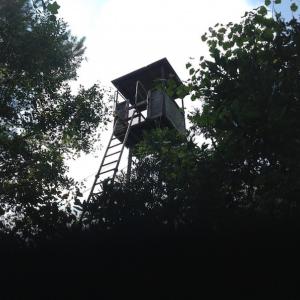 Photo of UNDER CONTRACT!  289 Acres of Hunting and Timber Land For Sale in Tyrrell County NC!