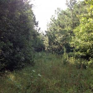 Photo of UNDER CONTRACT!  289 Acres of Hunting and Timber Land For Sale in Tyrrell County NC!