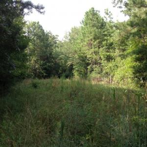 Photo of UNDER CONTRACT!  289 Acres of Hunting and Timber Land For Sale in Tyrrell County NC!