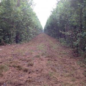 Photo of UNDER CONTRACT!  289 Acres of Hunting and Timber Land For Sale in Tyrrell County NC!