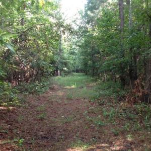 Photo of UNDER CONTRACT!  289 Acres of Hunting and Timber Land For Sale in Tyrrell County NC!