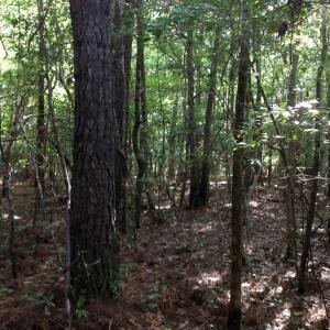 Photo of UNDER CONTRACT!  289 Acres of Hunting and Timber Land For Sale in Tyrrell County NC!