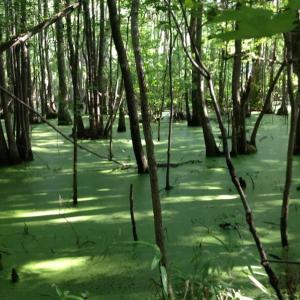 Photo of UNDER CONTRACT!  289 Acres of Hunting and Timber Land For Sale in Tyrrell County NC!