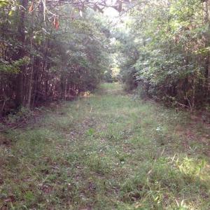 Photo of UNDER CONTRACT!  289 Acres of Hunting and Timber Land For Sale in Tyrrell County NC!