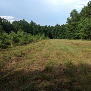 Photo of UNDER CONTRACT!  289 Acres of Hunting and Timber Land For Sale in Tyrrell County NC!