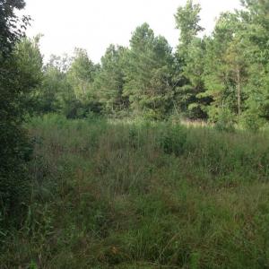 Photo of UNDER CONTRACT!  289 Acres of Hunting and Timber Land For Sale in Tyrrell County NC!