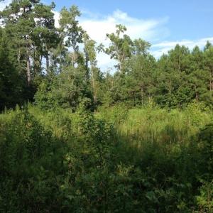 Photo of UNDER CONTRACT!  289 Acres of Hunting and Timber Land For Sale in Tyrrell County NC!