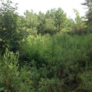 Photo of UNDER CONTRACT!  289 Acres of Hunting and Timber Land For Sale in Tyrrell County NC!
