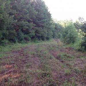 Photo of UNDER CONTRACT!  289 Acres of Hunting and Timber Land For Sale in Tyrrell County NC!