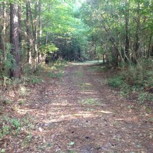 Photo of UNDER CONTRACT!  289 Acres of Hunting and Timber Land For Sale in Tyrrell County NC!