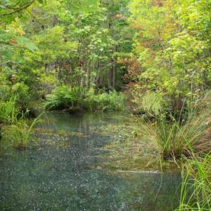 Photo of UNDER CONTRACT!  289 Acres of Hunting and Timber Land For Sale in Tyrrell County NC!