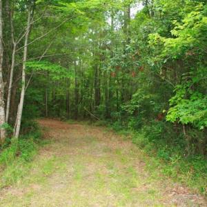 Photo of UNDER CONTRACT!  289 Acres of Hunting and Timber Land For Sale in Tyrrell County NC!