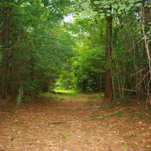 Photo of UNDER CONTRACT!  289 Acres of Hunting and Timber Land For Sale in Tyrrell County NC!