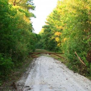 Photo of UNDER CONTRACT!  289 Acres of Hunting and Timber Land For Sale in Tyrrell County NC!