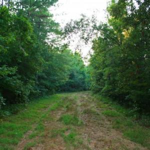 Photo of UNDER CONTRACT!  289 Acres of Hunting and Timber Land For Sale in Tyrrell County NC!