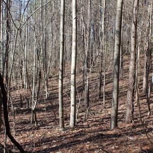 Photo of UNDER CONTRACT!  9.4 Acres of Residential and Hunting Land For Sale in King William County VA!