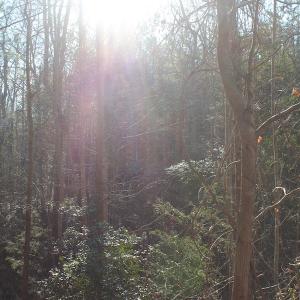 Photo of UNDER CONTRACT!  9.4 Acres of Residential and Hunting Land For Sale in King William County VA!